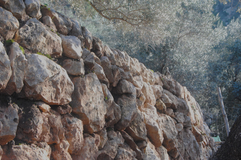 Serra de Tramuntana, Fornalutx: The olive tree: culture, cultivation, tasting.