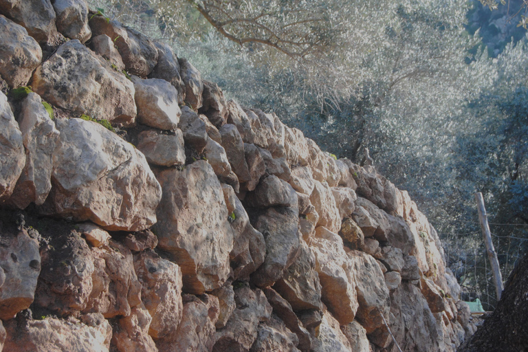 Serra de Tramuntana, Fornalutx: The olive tree: culture, cultivation, tasting.