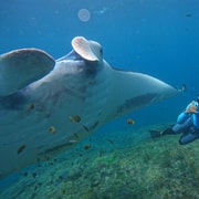 From Bali: Manta Ray Snorkeling with Lembongan Land Tour