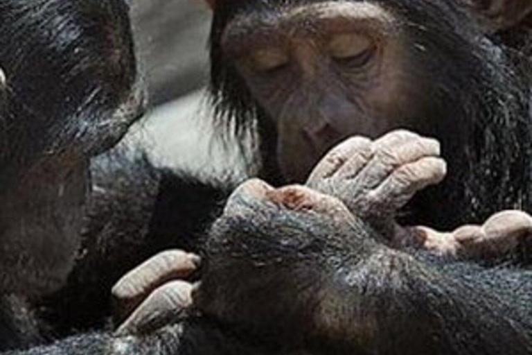 Nairobi: gita di 1 giorno alla riserva di Ol Pejeta con pick-up in hotel