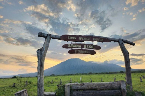 From Banyuwangi: Baluran Wildlife Safari Sunset Tour