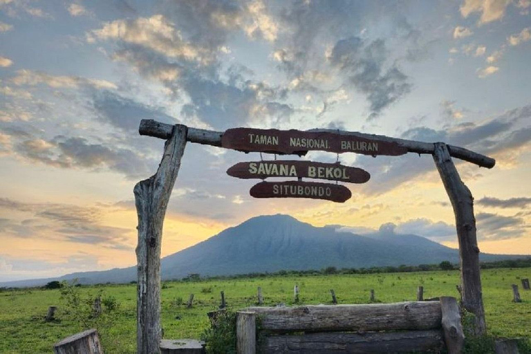 From Banyuwangi: Baluran Wildlife Safari Sunset Tour