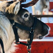 Rovaniemi: huskies del Ártico, renos y aventura en la naturaleza con raquetas de nieve