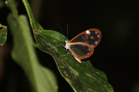 Nattvandring i molnskogenNattvandring i Private Cloud Forest