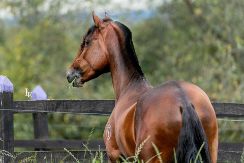 Bogotá: Paso Fino Horse Ranch Visit with Guide