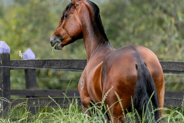 Bogotá: Paso Fino Horse Ranch Visit with Guide