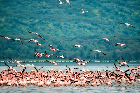 Wilderness Wonders: 4-Day Masai Mara and Lake Nakuru Safari