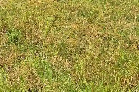 Da Zanzibar: Safari di 1 giorno a Mikumi in volo