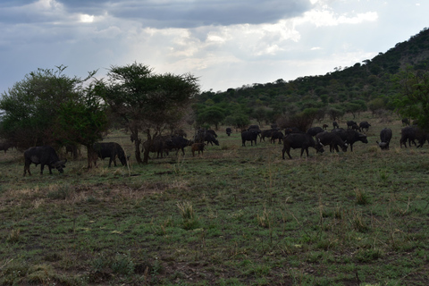 3 Tage Tansania Safari, Kurzurlaub - Die besten Wildtierparks