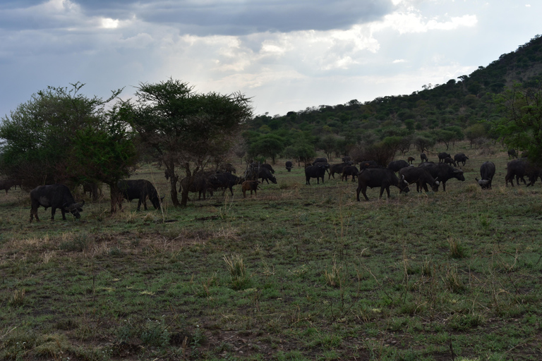 3 Tage Tansania Safari, Kurzurlaub - Die besten Wildtierparks