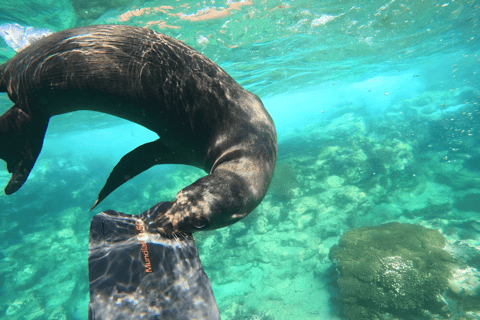 La Paz: Espiritu Santo Island Sea Lion Snorkeling