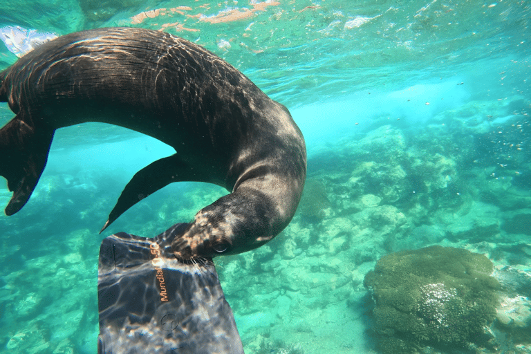 La Paz: Espiritu Santo Island Sea Lion Snorkeling
