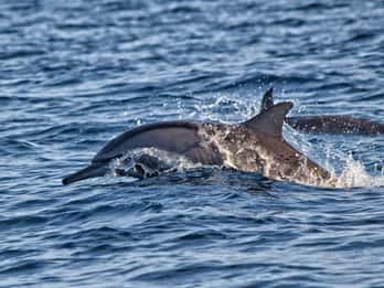 Bali: Dolphin Watching, Sekumpul Waterfall, and Wanagiri