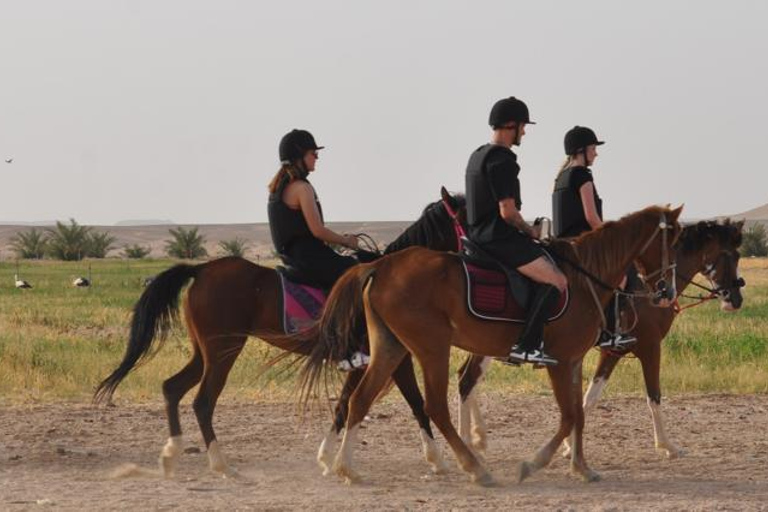 Hurghada: Camel Ride & horse ride and Off-Road Jeep Tour pickup from hotels inside hurghada