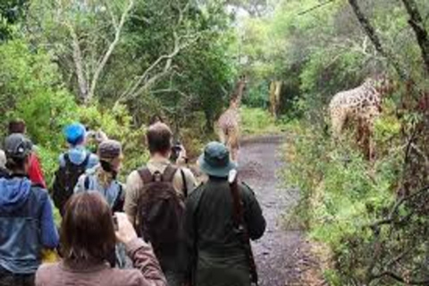 Arusha: Excursão de um dia ao Parque Nacional com Safari a Pé