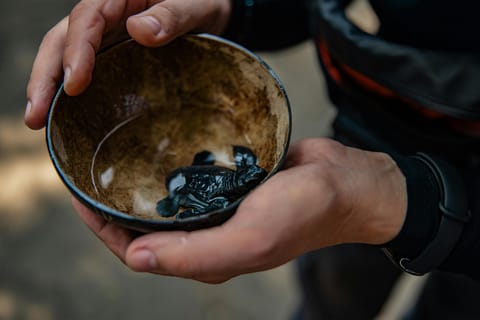 Bali: Sanur Highlights & Turtle Conservation Tour with Lunch