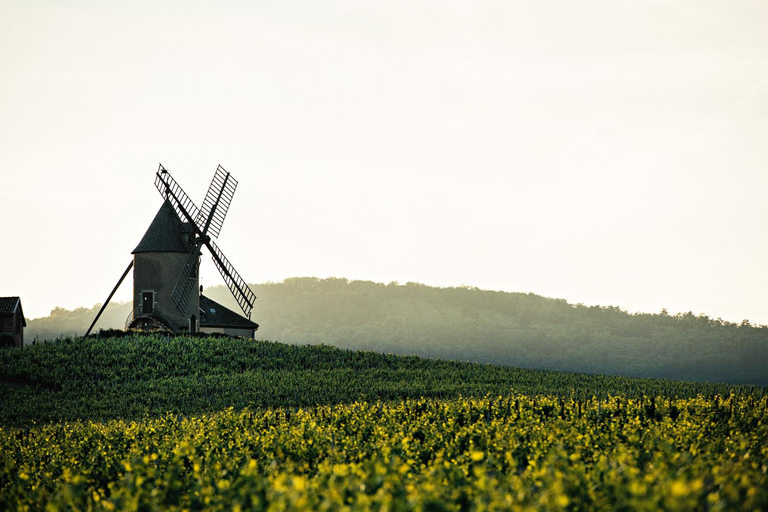 Visita : Da Château des Thorins a Château du Moulin-à-Vent