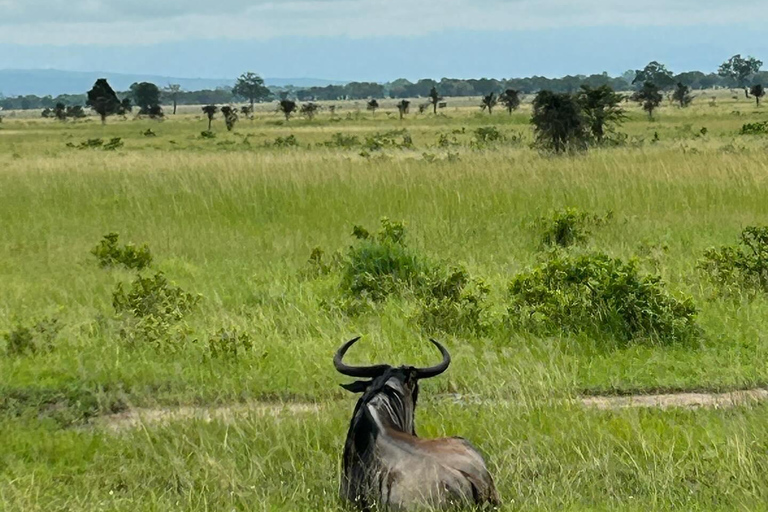 SAFARI DJURLIV FRÅN ZANZIBAR TILL MIKUMI 3 DAGAR OCH 2 NÄTTER