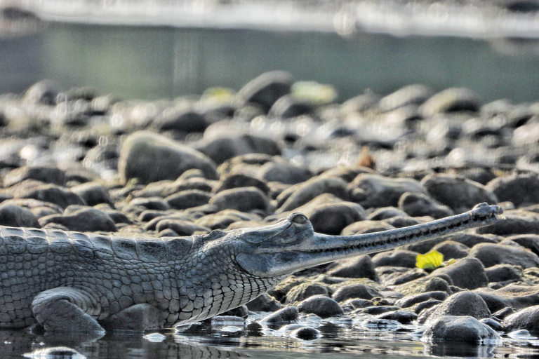 Chitwan National Park: Full-Day Jeep Safari with Lunch