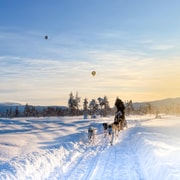 Levi: Huskyfahrt im verschneiten Wald (5 km)