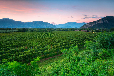 Wine Experience in Franciacorta, Italy's Champagne Region Inside the Cellar: Guided Visit & 3 Wine Tasting