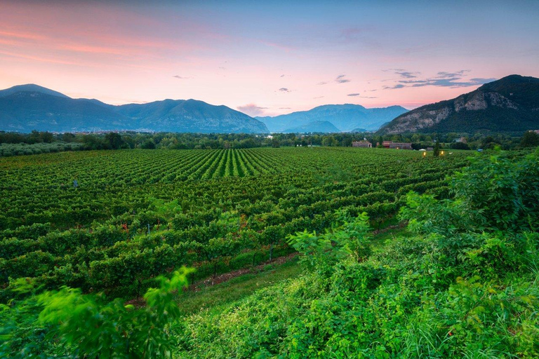 Wine Experience in Franciacorta, Italy's Champagne Region Inside the Cellar: Guided Visit & 3 Wine Tasting