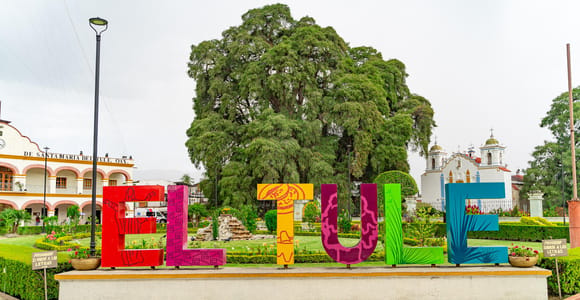 Oaxaca Highlights: Tule Tree & Mezcal Tasting