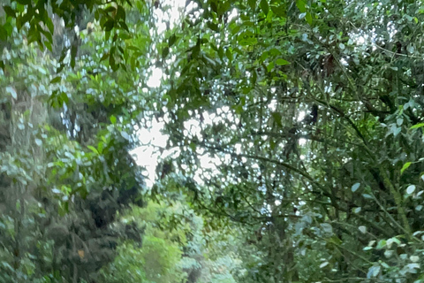 Medellín : excursion à cheval à Caldas avec boissonsMedellín : excursion équestre à Caldas avec boissons