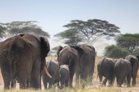 6 Dagen Tanzania cultuur en safari vanuit MoshiVan Arusha