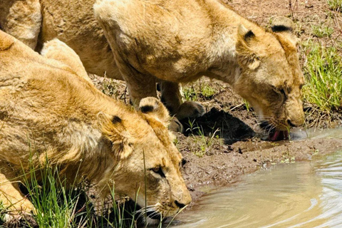 Halvdagsutflykt till Nairobis nationalpark med upphämtning från hotell