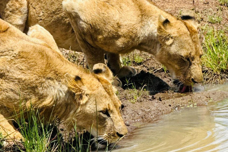 Halvdagsutflykt till Nairobis nationalpark med upphämtning från hotell