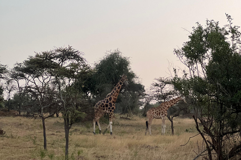 Entebbe: Nationaal Park Lake Mburo, Equator Tour &amp; Rondvaart