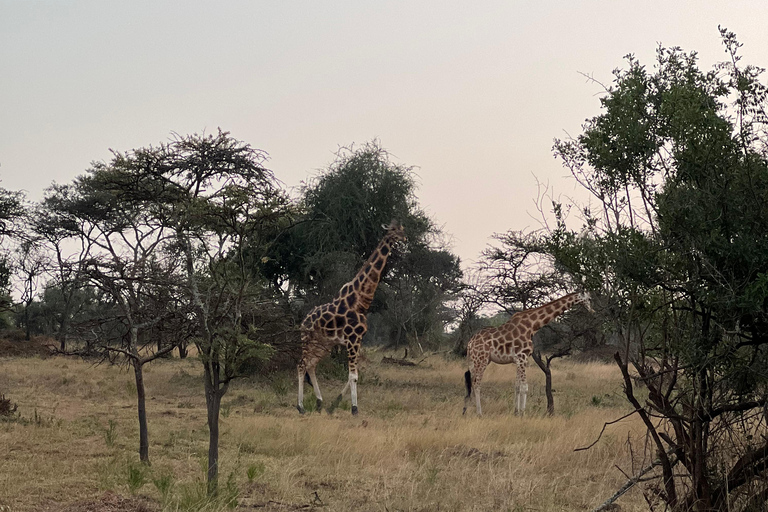 Entebbe: Nationaal Park Lake Mburo, Equator Tour &amp; Rondvaart