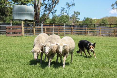 Brisbane: Lone Pine Koala Sanctuary Day Pass