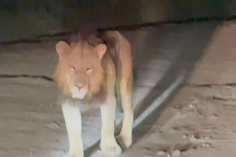 Nairobi National Park Night Safari with Armed Rangers