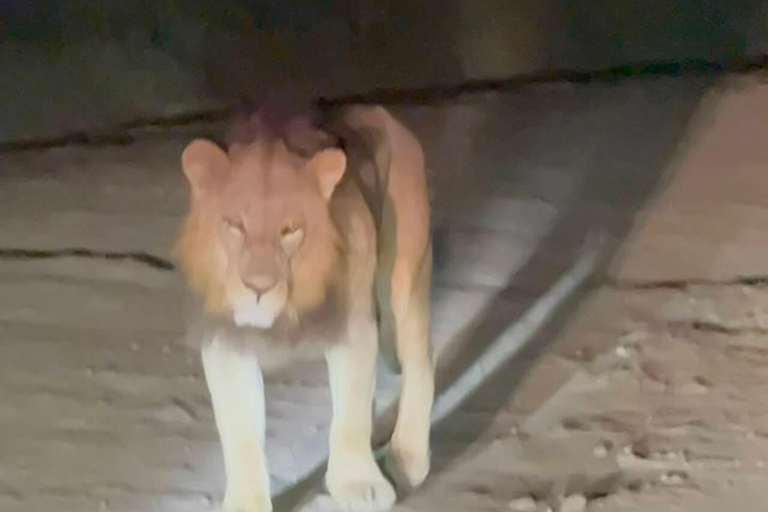 Nairobi National Park Night Safari with Armed Rangers