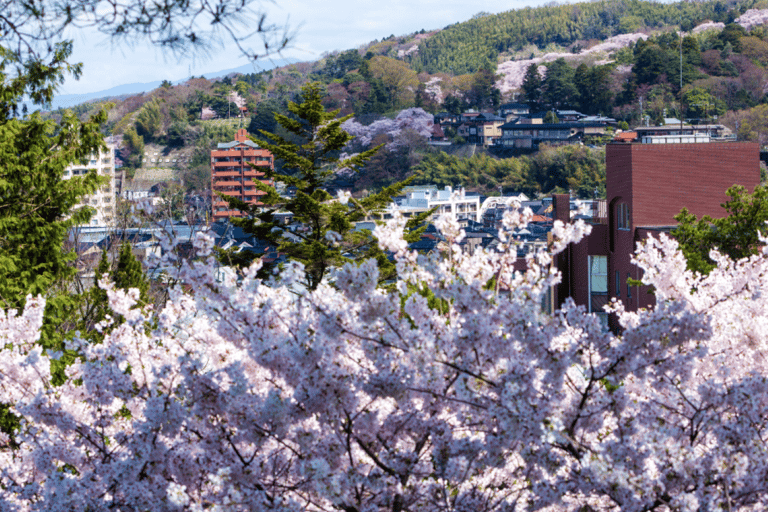 Private & Unique Kanazawa Cherry Blossom "Sakura" Experience