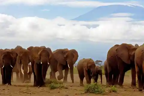 Viagem de 1 dia ao Parque Nacional Amboseli a partir de Nairobi.