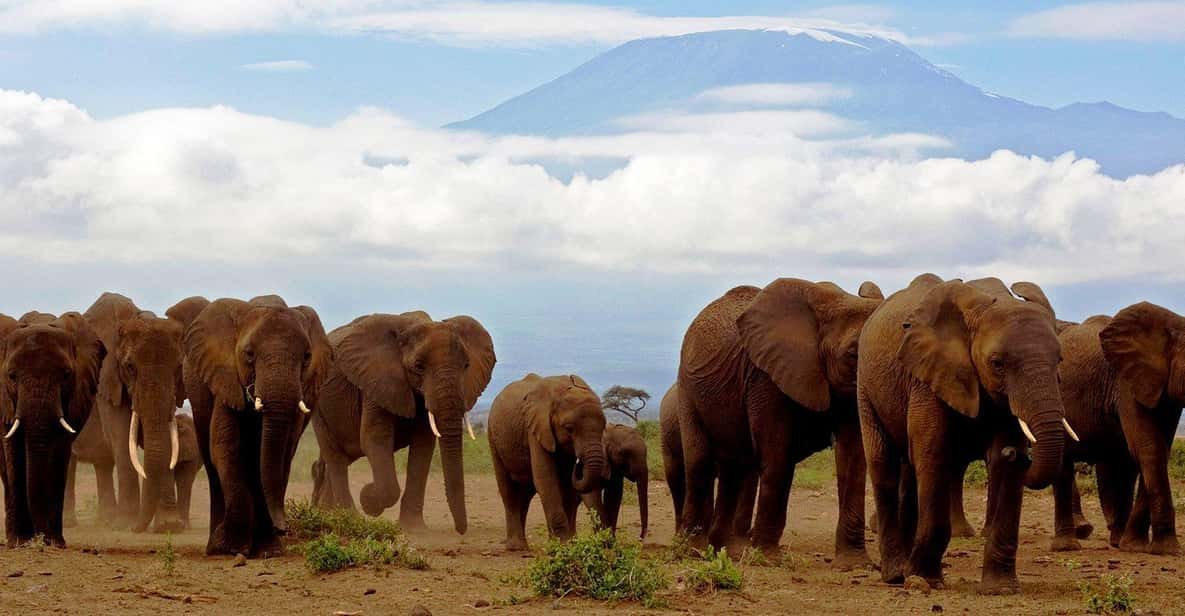 Tagestour Zum Amboseli Nationalpark Getyourguide