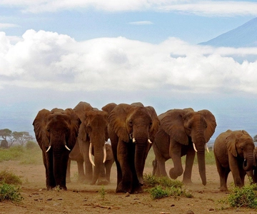 Day Trip to Amboseli National Park from Nairobi.