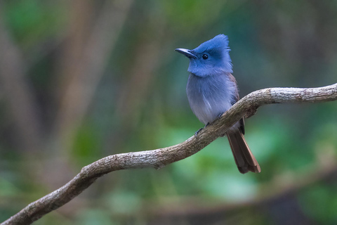 Puerto Princesa: Full-Day Birdwatching Tour with Guide