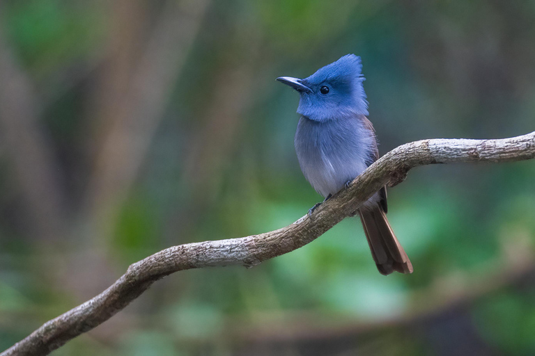 Puerto Princesa: Full-Day Birdwatching Tour with Guide