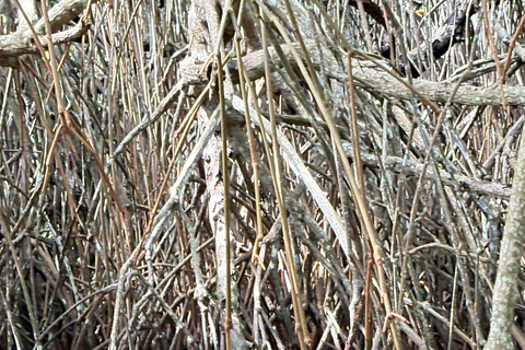 Bentota: River Boat Safari and Tuk-Tuk Ride with Pickup-Drop