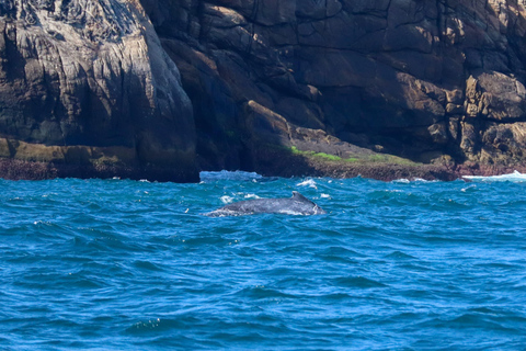 Exclusive Whale Watching Tour in Rio de Janeiro