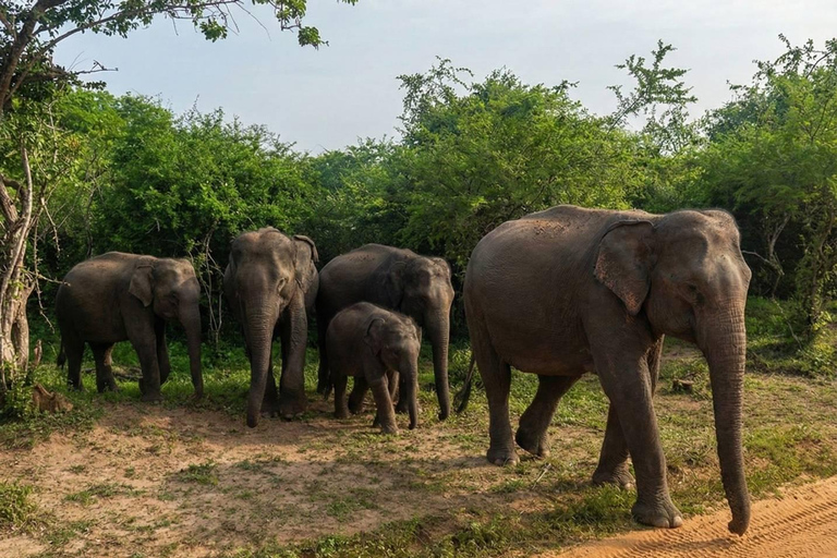 From Sigiriya/Habarana:Kaudulla Elephant Safari & Kayak Tour From Sigiriya/Habarana : Kaudulla Elephant Park VIP Safari