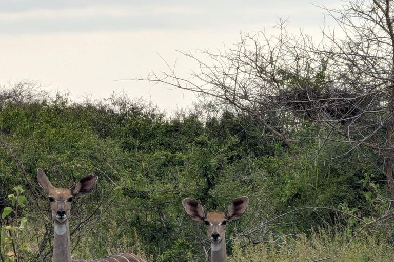 Explore Kenya: Samburu, Masai Mara & Amboseli in 9 Days Tour