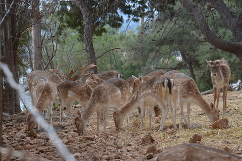 Crete: Wine & Olive Oil Tasting & Historic Villages Tour