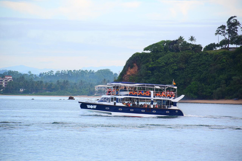 Mirissa: Whale Watching Tour