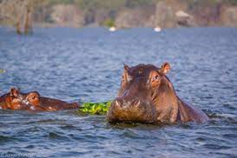 Lake Nakuru national park day trip from Nairobi