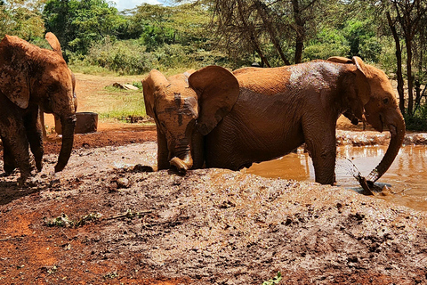 Tour di un giorno dell&#039;orfanotrofio degli elefanti, delle giraffe e di Bomas of Kenya